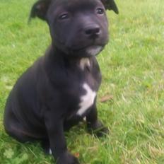 Staffordshire bull terrier Black Jack Smilla