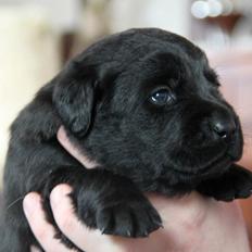 Labrador retriever Juelsgaard's Cheddar - Kanto