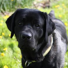 Labrador retriever Juelsgaard's Cheddar - Kanto