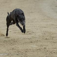 Whippet Madakis deepest blue