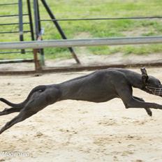 Whippet Madakis deepest blue