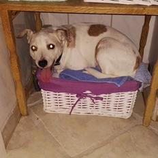 Blanding af racer robin