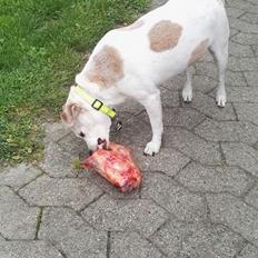 Blanding af racer robin