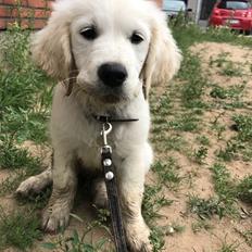 Golden retriever Pumba