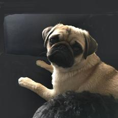 Mops Lilly