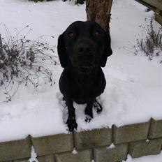 Labrador retriever Nala