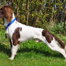 Field Trial Springer Spaniel Whisky 