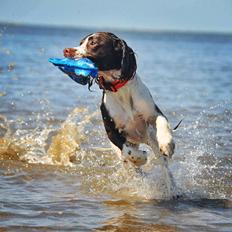 Field Trial Springer Spaniel Whisky 