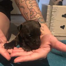 Staffordshire bull terrier Capone