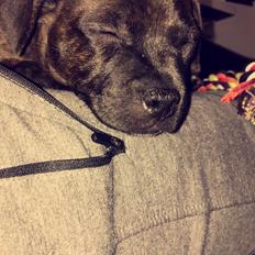 Staffordshire bull terrier Capone