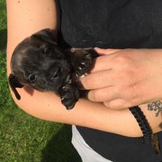 Staffordshire bull terrier Capone