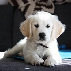 Golden retriever Pumba