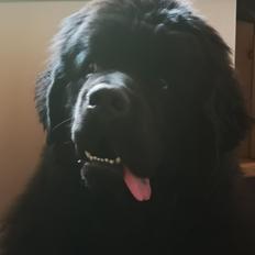 Newfoundlænder Noah 