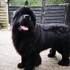 Newfoundlænder Noah 