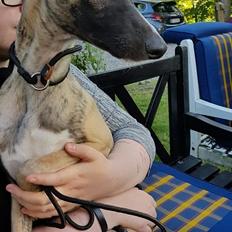 Whippet Kennel All Stars Felix (Dexter)