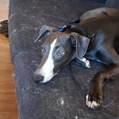 Whippet Kennel All Stars Herkules (Misha)