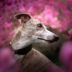 Whippet Silas (Tanalorn Kelvin Knock Out)