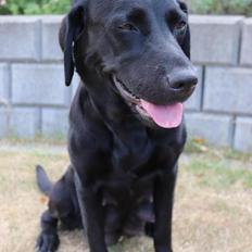 Labrador retriever Nala