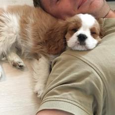 Cavalier king charles spaniel Arthur