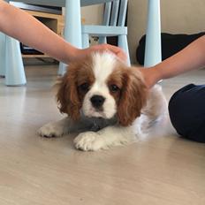 Cavalier king charles spaniel Arthur