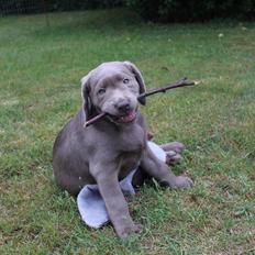 Labrador retriever Peace of Silver Carastella Aka. Nala.