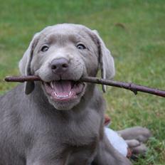 Labrador retriever Peace of Silver Carastella Aka. Nala.