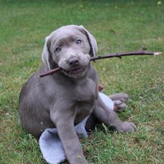 Labrador retriever Peace of Silver Carastella Aka. Nala.