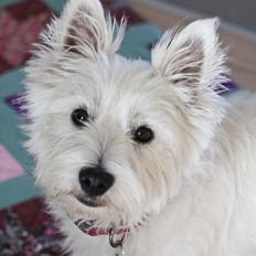 West highland white terrier Saga