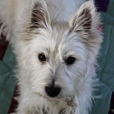 West highland white terrier Saga