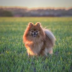 Pomeranian Topsy's Angel