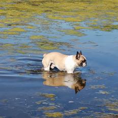 Fransk bulldog Viktor