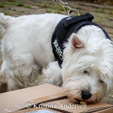West highland white terrier Hanks