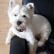 West highland white terrier Hanks