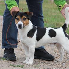 Jack russell terrier Amy's Choice Jaqen H'ghar