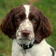 Engelsk springer spaniel Chili Love (Diamond Ring Love Of My Life)