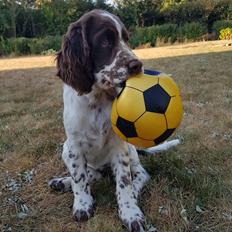 Engelsk springer spaniel Chili Love (Diamond Ring Love Of My Life)