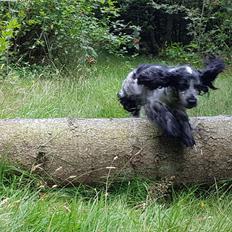 Cocker spaniel Coco Queen (Stardew's I was born to love you)