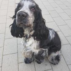 Cocker spaniel Coco Queen (Stardew's I was born to love you)
