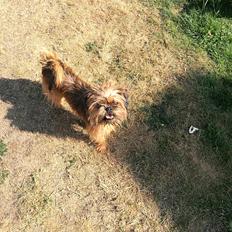 Griffon bruxellois Cayenne