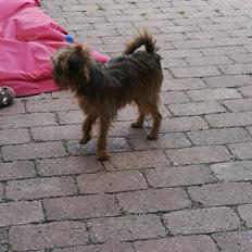 Griffon bruxellois Cayenne