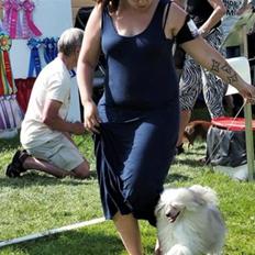 Chinese crested powder puff Maze 