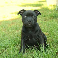 Staffordshire bull terrier Stakstons Blitzcrank - aka Junior