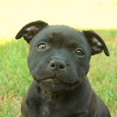 Staffordshire bull terrier Stakstons Blitzcrank - aka Junior