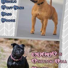 Staffordshire bull terrier Stakstons Blitzcrank - aka Junior