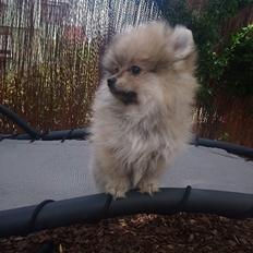 Pomeranian Aya