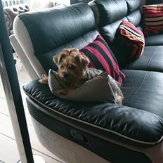 Yorkshire terrier Mille 