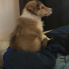 Collie langhåret Jane