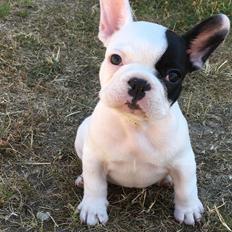 Fransk bulldog Bodil