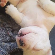 Fransk bulldog Bodil