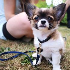 Chihuahua Zenvo’s Exuberant Excalibur (Milo) RIP